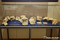 VBS_9123 - Museo Paleontologico - Asti
